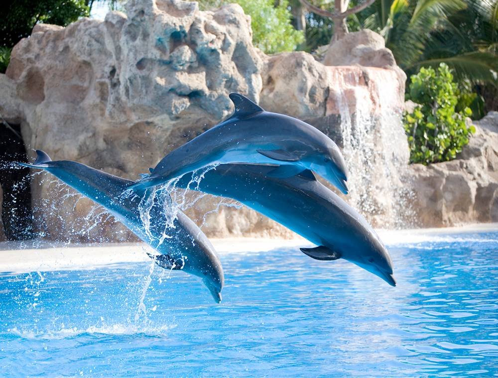 Bus Tour Excursions Gran Canaria Tenerife and Loro Parque